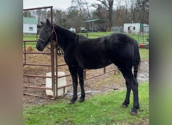 Tennessee walking horse, Caballo castrado, 13 años, 152 cm, Negro