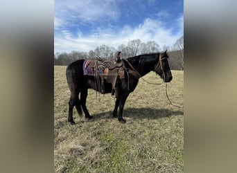 Tennessee walking horse, Caballo castrado, 13 años, 152 cm, Negro