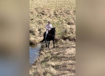 Tennessee walking horse, Caballo castrado, 13 años, 152 cm, Negro