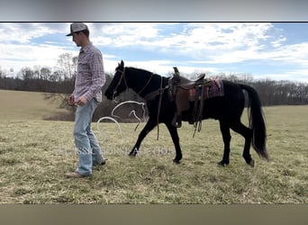 Tennessee walking horse, Caballo castrado, 13 años, 152 cm, Negro