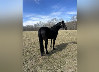 Tennessee walking horse, Caballo castrado, 13 años, 152 cm, Negro