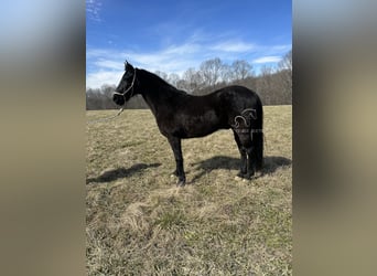 Tennessee walking horse, Caballo castrado, 13 años, 152 cm, Negro