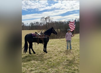 Tennessee walking horse, Caballo castrado, 13 años, 152 cm, Negro