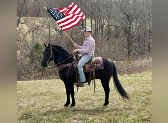 Tennessee walking horse, Caballo castrado, 13 años, 152 cm, Negro