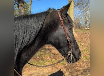 Tennessee walking horse, Caballo castrado, 13 años, 152 cm, Negro