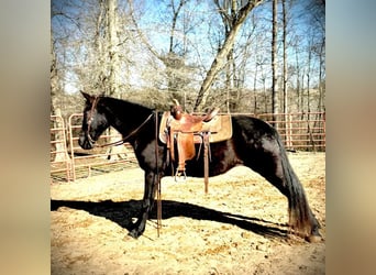 Tennessee walking horse, Caballo castrado, 13 años, 152 cm, Negro