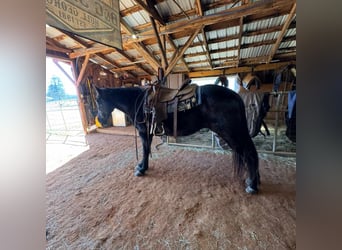 Tennessee walking horse, Caballo castrado, 13 años, 152 cm, Negro