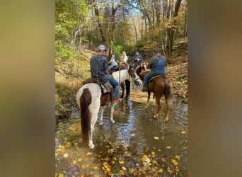 Tennessee walking horse, Caballo castrado, 13 años, 152 cm, Tobiano-todas las-capas