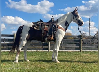 Tennessee walking horse, Caballo castrado, 13 años, 152 cm, Tobiano-todas las-capas