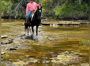 Tennessee walking horse, Caballo castrado, 13 años, 152 cm, Tobiano-todas las-capas
