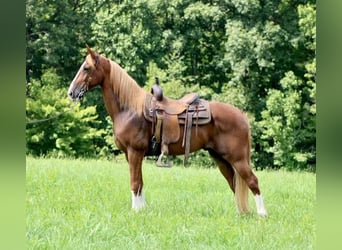 Tennessee walking horse, Caballo castrado, 13 años, 155 cm, Alazán rojizo