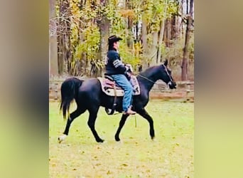 Tennessee walking horse, Caballo castrado, 13 años, 155 cm