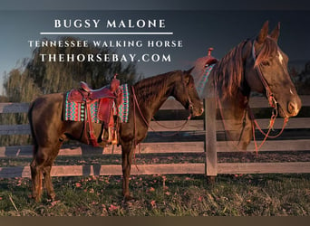 Tennessee walking horse, Caballo castrado, 13 años, 155 cm, Negro