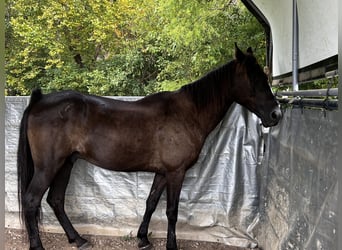 Tennessee walking horse, Caballo castrado, 13 años, 157 cm, Negro