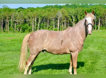 Tennessee walking horse, Caballo castrado, 13 años, 163 cm, Ruano alazán