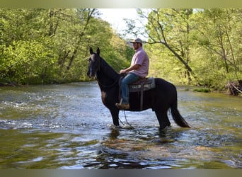 Tennessee walking horse, Caballo castrado, 13 años, Negro