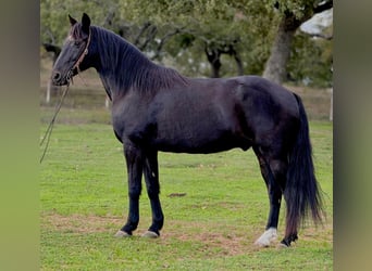 Tennessee walking horse, Caballo castrado, 13 años, Negro