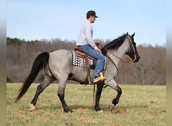 Tennessee walking horse, Caballo castrado, 13 años, Ruano azulado