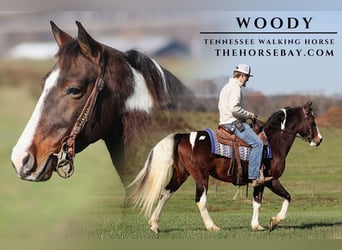 Tennessee walking horse, Caballo castrado, 13 años, Tobiano-todas las-capas