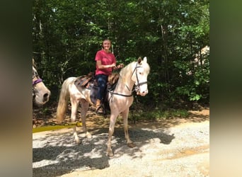 Tennessee walking horse, Caballo castrado, 14 años, 142 cm, White/Blanco