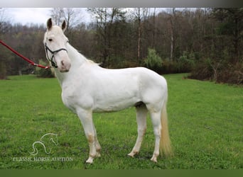 Tennessee walking horse, Caballo castrado, 14 años, 142 cm, White/Blanco