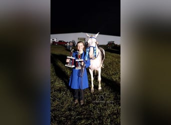 Tennessee walking horse, Caballo castrado, 14 años, 142 cm, White/Blanco