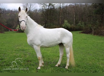 Tennessee walking horse, Caballo castrado, 14 años, 142 cm, White/Blanco