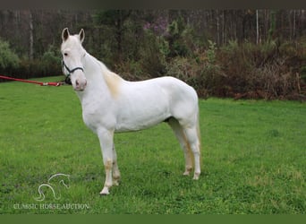 Tennessee walking horse, Caballo castrado, 14 años, 142 cm, White/Blanco