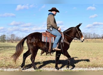 Tennessee walking horse, Caballo castrado, 14 años, 150 cm, Castaño rojizo