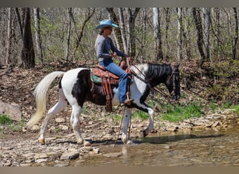 Tennessee walking horse, Caballo castrado, 14 años, 150 cm, Negro