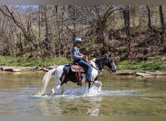 Tennessee walking horse, Caballo castrado, 14 años, 150 cm, Negro