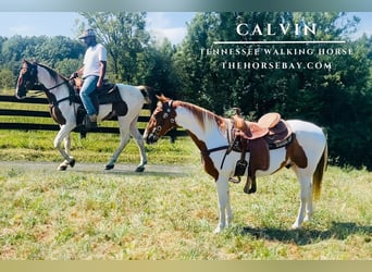 Tennessee walking horse, Caballo castrado, 14 años, 150 cm, Tobiano-todas las-capas