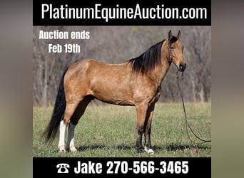 Tennessee walking horse, Caballo castrado, 14 años, 152 cm, Buckskin/Bayo