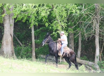 Tennessee walking horse, Caballo castrado, 14 años, 152 cm, Negro