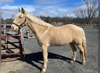 Tennessee walking horse, Caballo castrado, 14 años, 152 cm, Palomino