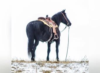 Tennessee walking horse, Caballo castrado, 14 años, 155 cm, Negro