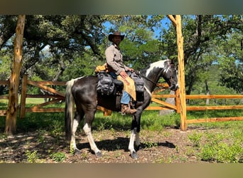 Tennessee walking horse, Caballo castrado, 14 años, 155 cm, Tobiano-todas las-capas
