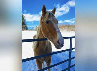 Tennessee walking horse, Caballo castrado, 14 años, 163 cm, Champán