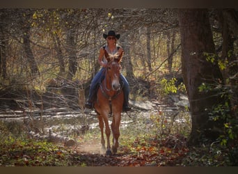 Tennessee walking horse, Caballo castrado, 14 años, Alazán rojizo