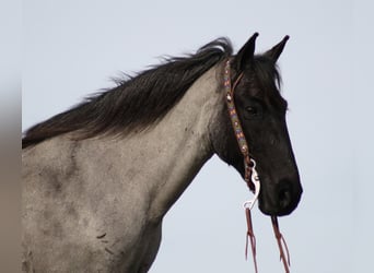 Tennessee walking horse, Caballo castrado, 14 años, Ruano azulado