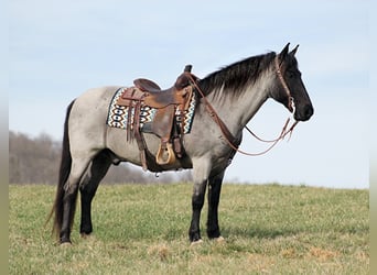 Tennessee walking horse, Caballo castrado, 14 años, Ruano azulado