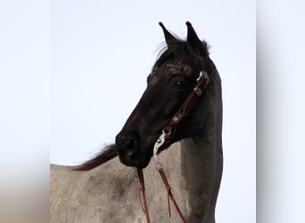 Tennessee walking horse, Caballo castrado, 14 años, Ruano azulado