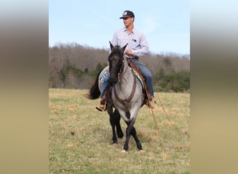 Tennessee walking horse, Caballo castrado, 14 años, Ruano azulado