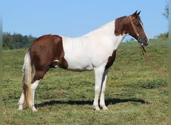 Tennessee walking horse, Caballo castrado, 14 años, Tobiano-todas las-capas