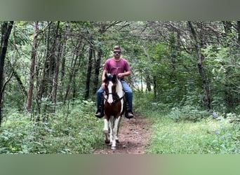 Tennessee walking horse, Caballo castrado, 15 años, 142 cm, Tobiano-todas las-capas