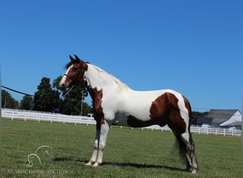 Tennessee walking horse, Caballo castrado, 15 años, 142 cm, Tobiano-todas las-capas