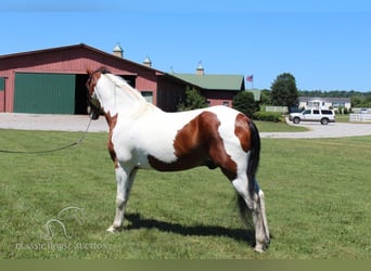 Tennessee walking horse, Caballo castrado, 15 años, 142 cm, Tobiano-todas las-capas