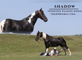 Tennessee walking horse, Caballo castrado, 15 años, 145 cm, Tobiano-todas las-capas