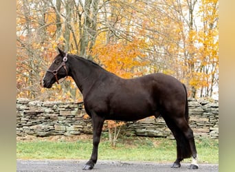 Tennessee walking horse, Caballo castrado, 15 años, 150 cm, Negro