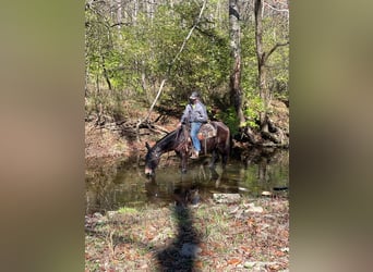 Tennessee walking horse, Caballo castrado, 15 años, 150 cm, Negro